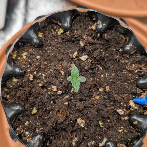 Lemon growlog timeline photo