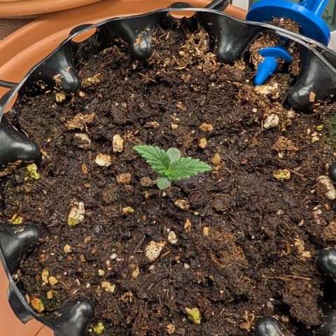 Lemon growlog timeline photo