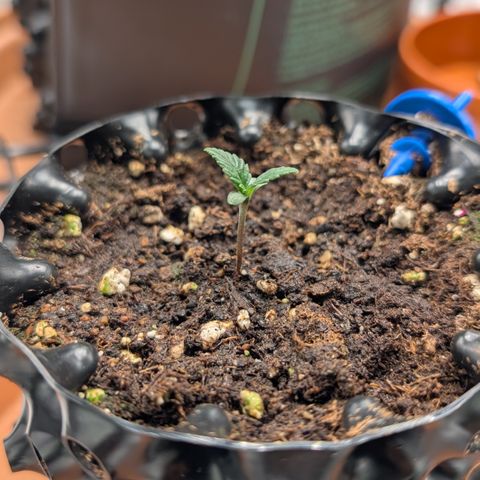 Lemon growlog timeline photo