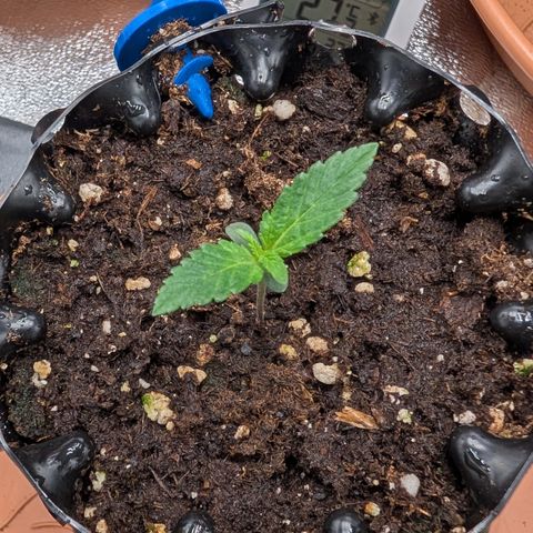 Lemon growlog timeline photo