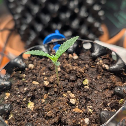 Lemon growlog timeline photo