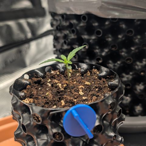 Lemon growlog timeline photo