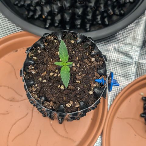 Lemon growlog timeline photo