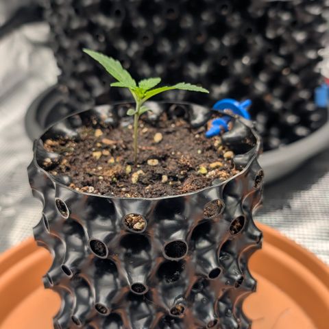 Lemon growlog timeline photo