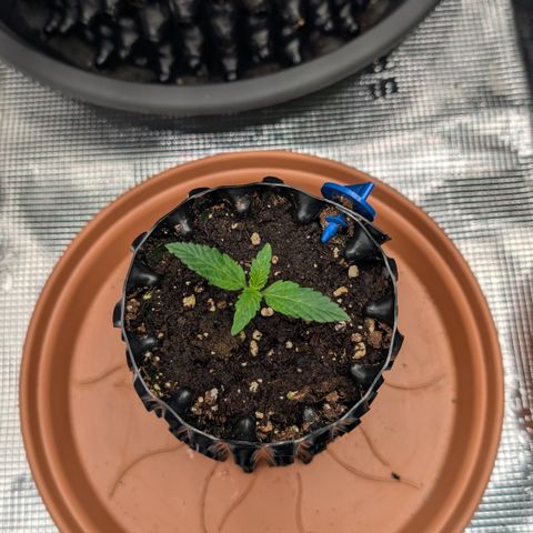 Lemon growlog timeline photo
