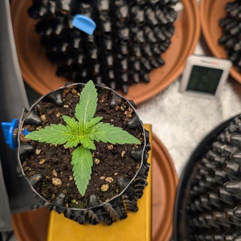 Lemon growlog timeline photo