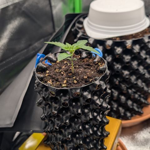 Lemon growlog timeline photo