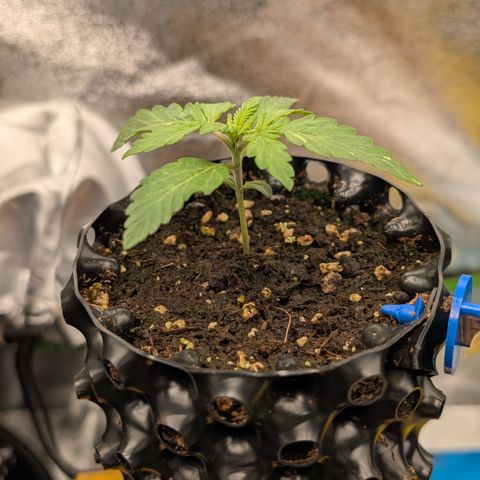Lemon growlog timeline photo