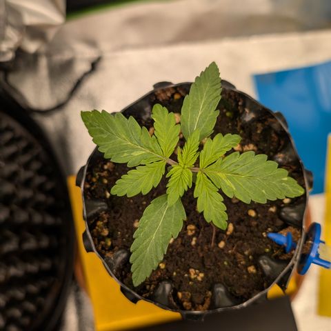 Lemon growlog timeline photo