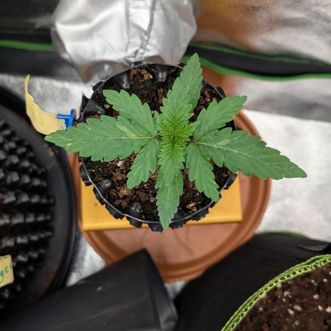 Lemon growlog timeline photo