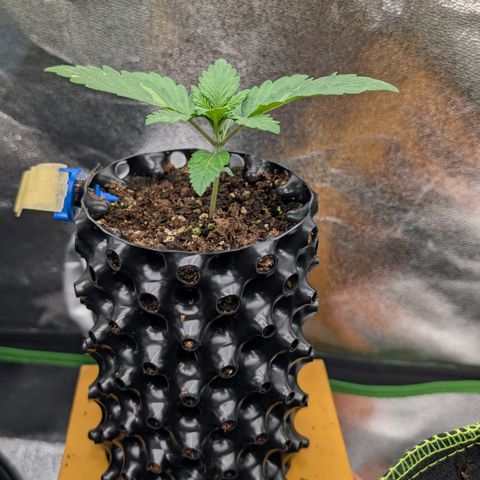 Lemon growlog timeline photo