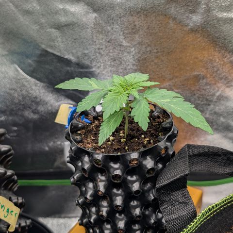 Lemon growlog timeline photo