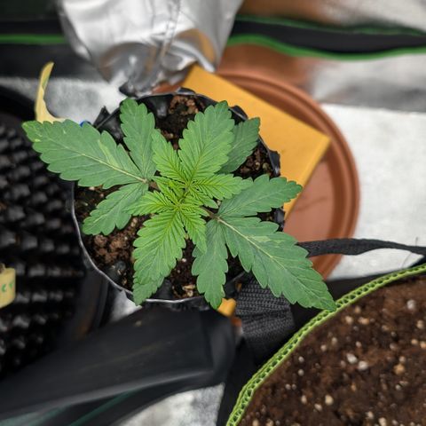 Lemon growlog timeline photo