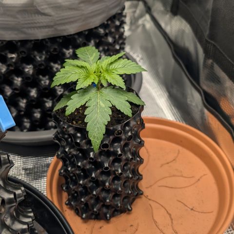 Lemon growlog timeline photo