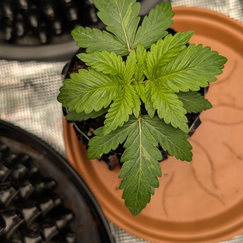 Lemon growlog timeline photo