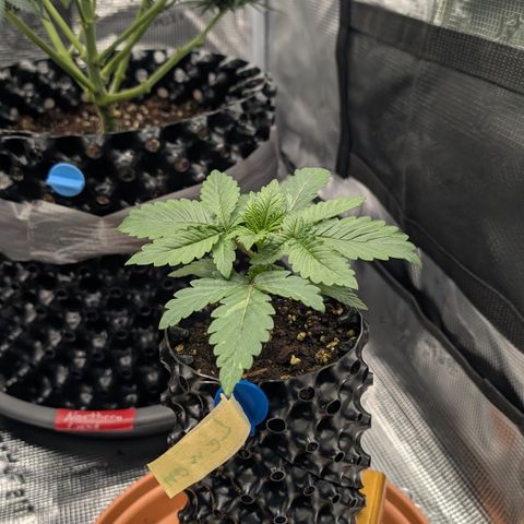 Lemon growlog timeline photo