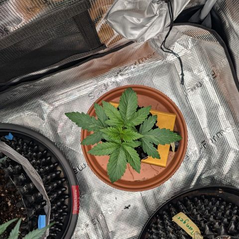 Lemon growlog timeline photo