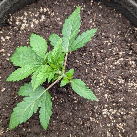 Lemon growlog timeline photo