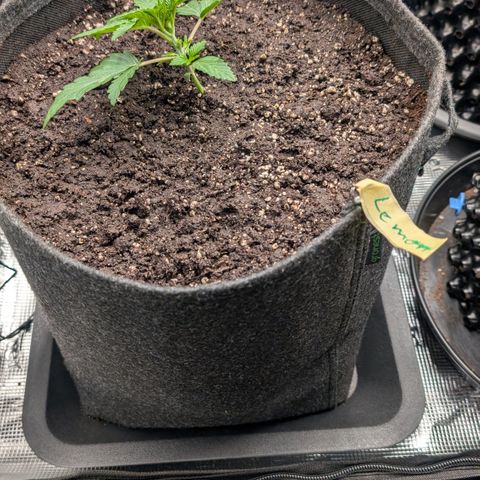 Lemon growlog timeline photo