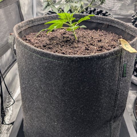 Lemon growlog timeline photo