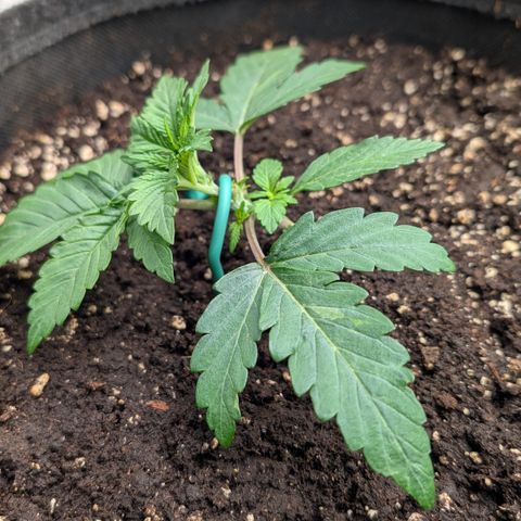 Lemon growlog timeline photo