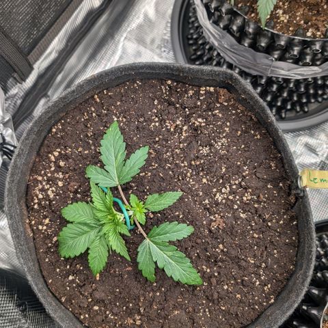 Lemon growlog timeline photo