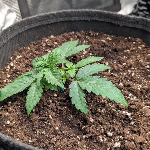 Lemon growlog timeline photo