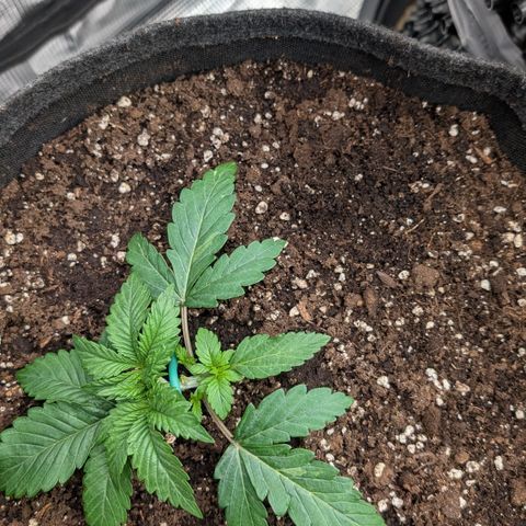 Lemon growlog timeline photo