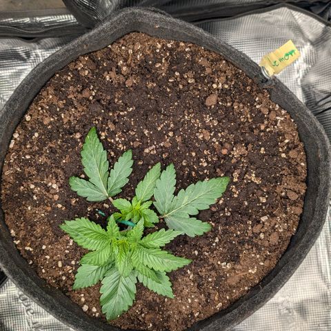 Lemon growlog timeline photo
