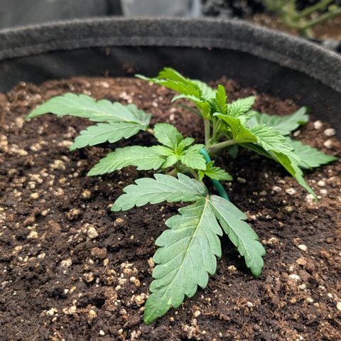 Lemon growlog timeline photo