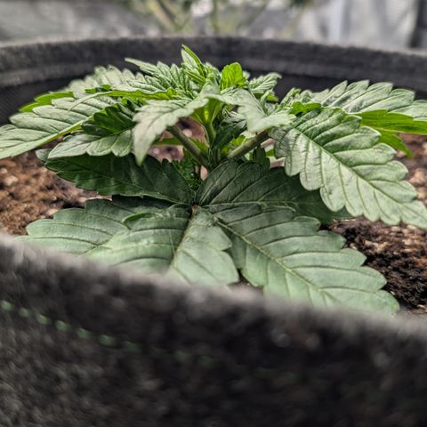 Lemon growlog timeline photo