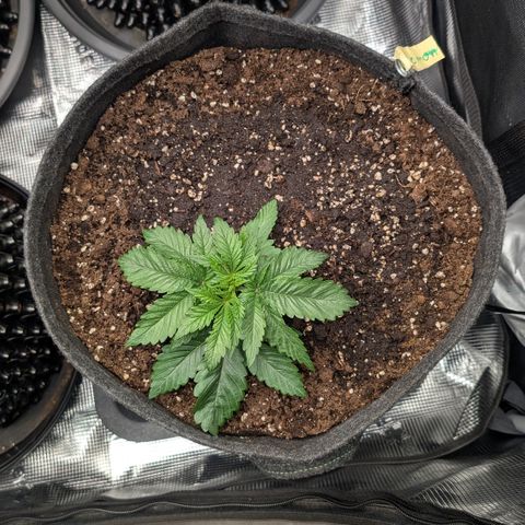 Lemon growlog timeline photo