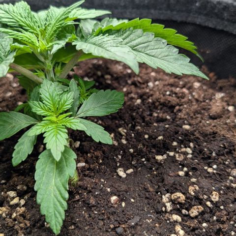 Lemon growlog timeline photo