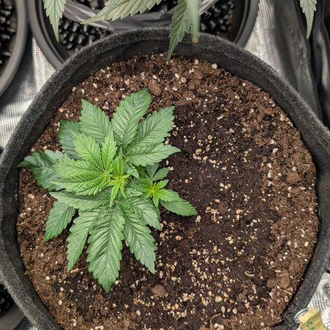 Lemon growlog timeline photo