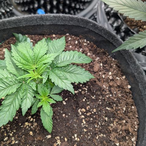 Lemon growlog timeline photo