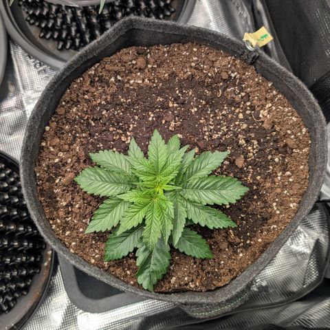 Lemon growlog timeline photo