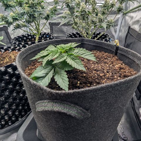 Lemon growlog timeline photo