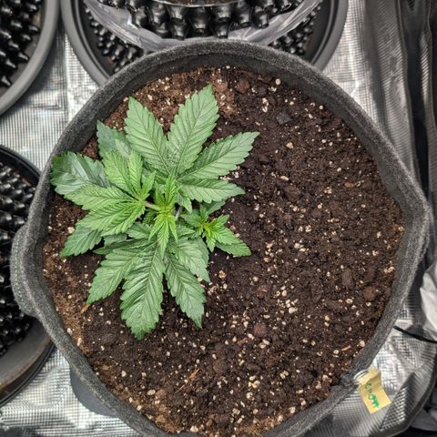 Lemon growlog timeline photo