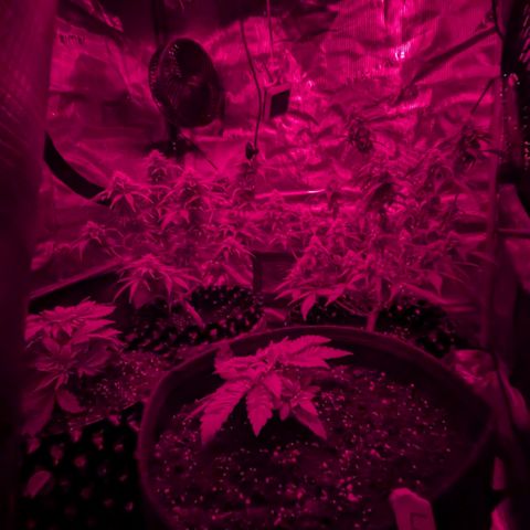 Lemon growlog timeline photo