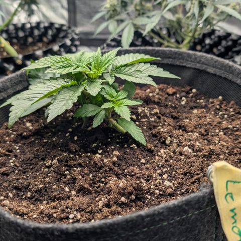 Lemon growlog timeline photo