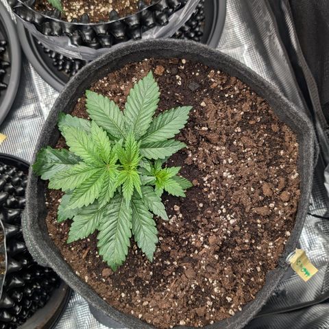 Lemon growlog timeline photo