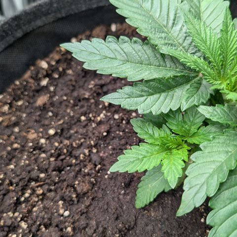 Lemon growlog timeline photo