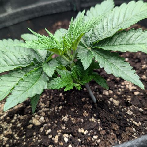 Lemon growlog timeline photo