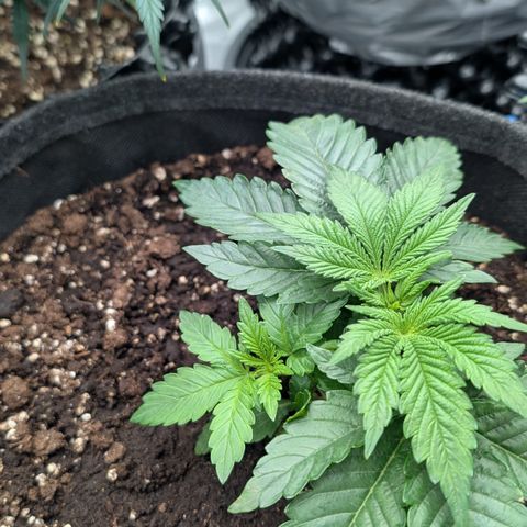 Lemon growlog timeline photo