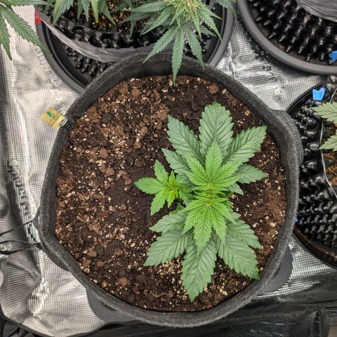 Lemon growlog timeline photo