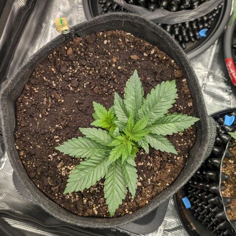 Lemon growlog timeline photo