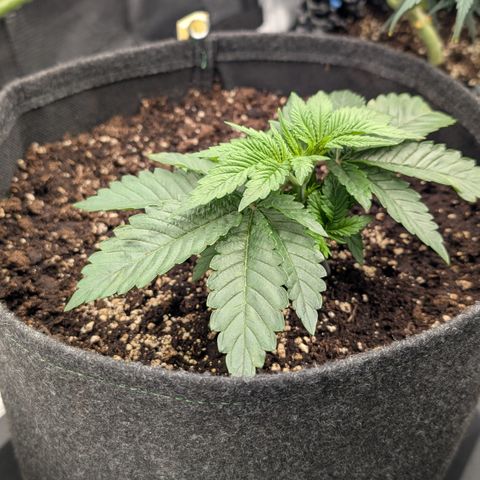 Lemon growlog timeline photo