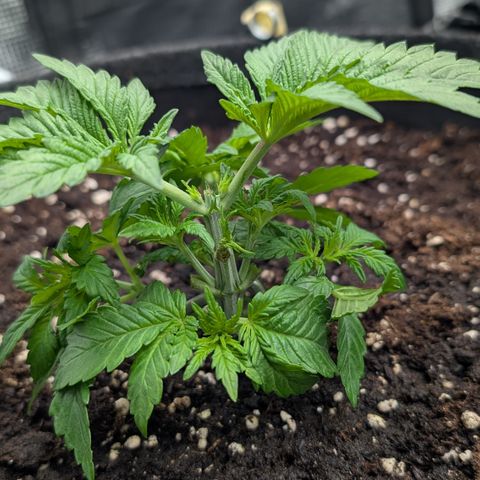 Lemon growlog timeline photo