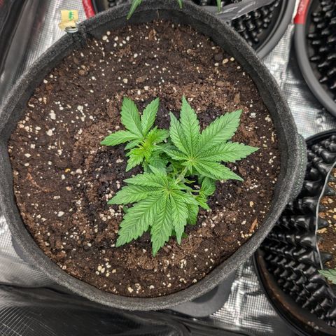 Lemon growlog timeline photo