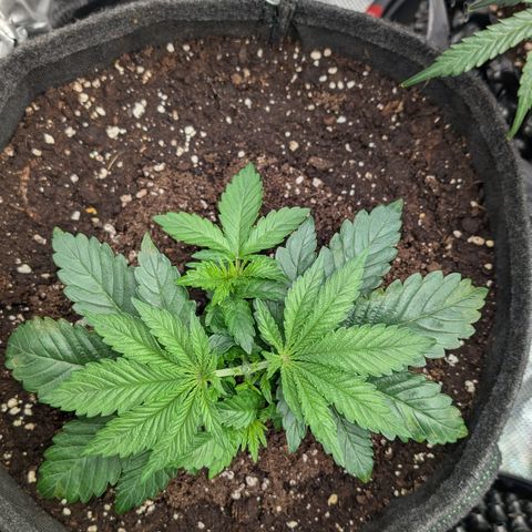 Lemon growlog timeline photo